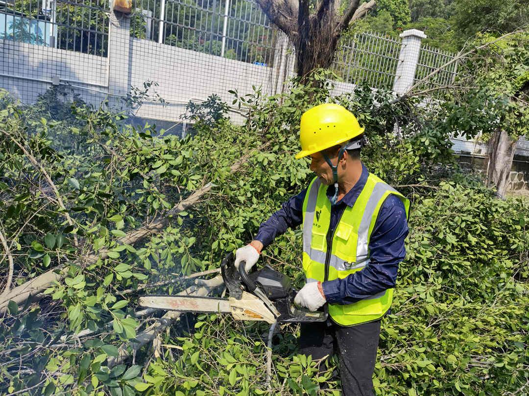 绿化养护行道树修剪